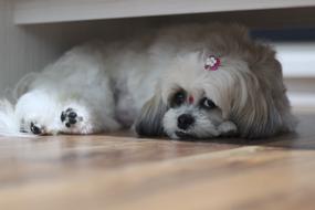 Pet Shih Tzu Dog