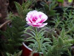 garden pink flower in the garden