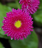 pink Astra Aster Flowers