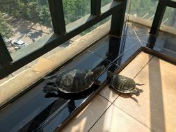Turtle Pet
