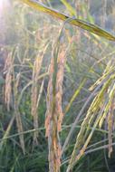 Rice Grain Outdoor