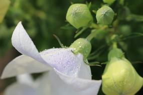 a white flower in the garden in the grass is beautiful