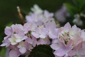 White Flower Flora Nature