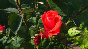 Red Roses Rose