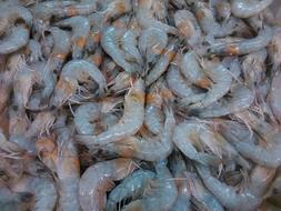 fresh tasty shrimp