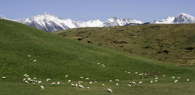 South Island New Zealand Sheep