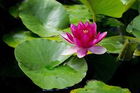Water Lily Pad Pond