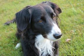 Border Collie Dog British Sheepdog