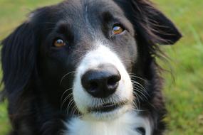 Border Collie Dog British Sheepdog