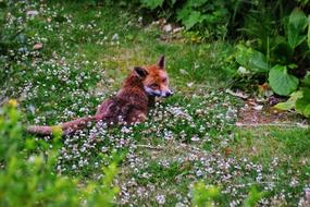 Urban Fox