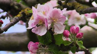 blossoming flowers on a branch