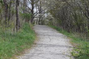 Road Path Woods