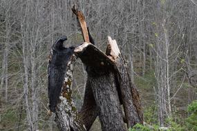 Fire Lightning Energy