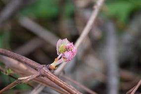 Pink Bud Flower