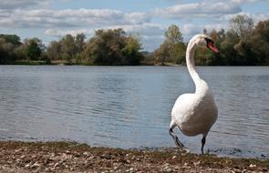 Swans by Lake Nature Water
