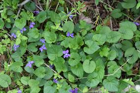 Flora Flower Blossom