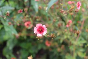 Cinquefoil Himalayan Daisy Summer