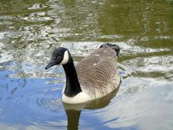 Bernikla Canadian Bird Water