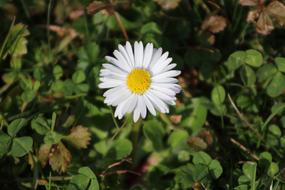 Beautiful white daisy Flower in Nature