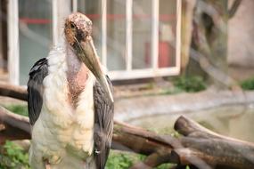 Zoo Bird Summer The Tip Of