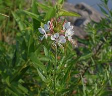 White Gaura Butterfly Flower
