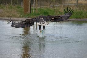 Eagle Wildlife Zoo