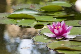 water flowers in the lake