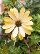 yellow flower with petals is beautiful