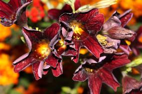 Flower Nature Relaxing