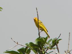Bird Nature