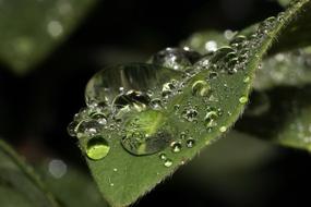 Drops Of Rain Water on Leaf