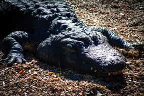 Alligator Nature Animal