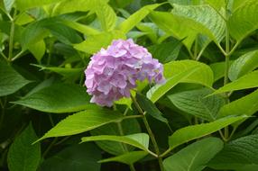 Hydrangea Freshness Blossom