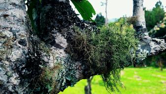 Nature Field Tranquility