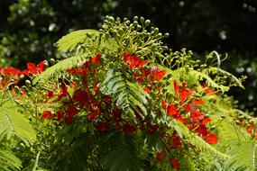 Flamboyant Tree Flourishing