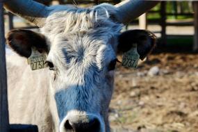 Animal Cow Beef