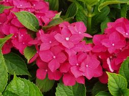 Hydrangea Red Flowers in nature