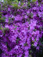 purple Rhododendron flowers, Background