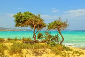 Tree Dunes Sea