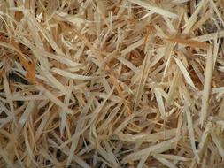 Wood Shavings Pine