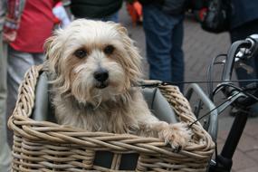 Dog In Bicycle Basket