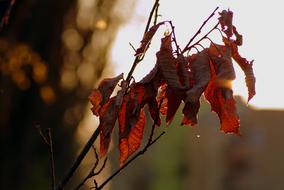 Dry Leaves Branch Brown The