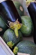 ripe delicious fresh zucchini