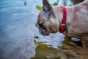 Gerda French Bulldog Dog