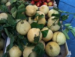 sour ripe lemons