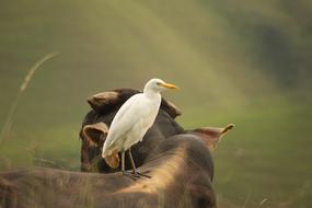 Birds Nature Quindio