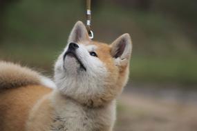 Japanese Akita Inu