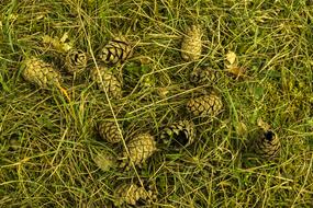 Pine Cones Meadow Grass