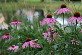 Pink Flower Petals Plant