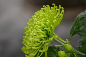 Blossom Bloom Close Up